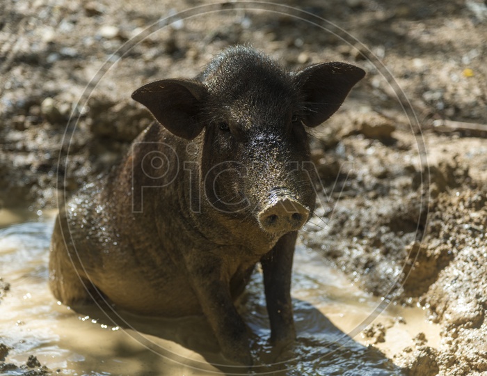 Wild Pig In Mud Pit