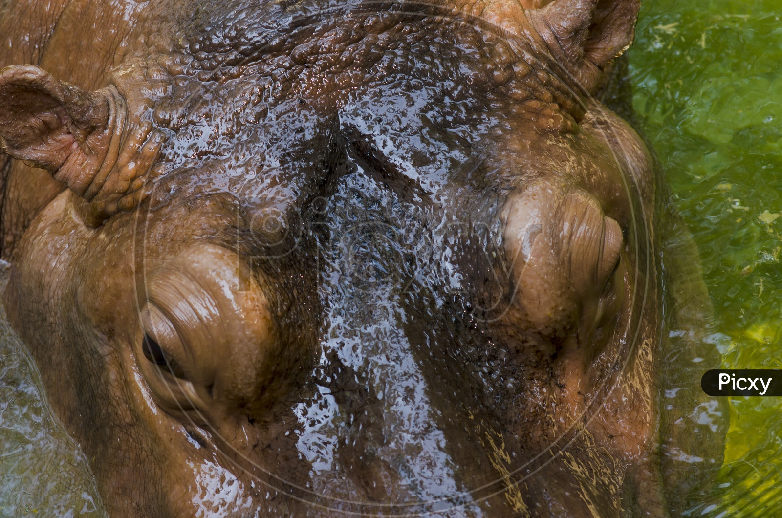 hippopotamus  amphibius  in the zoo Closeup