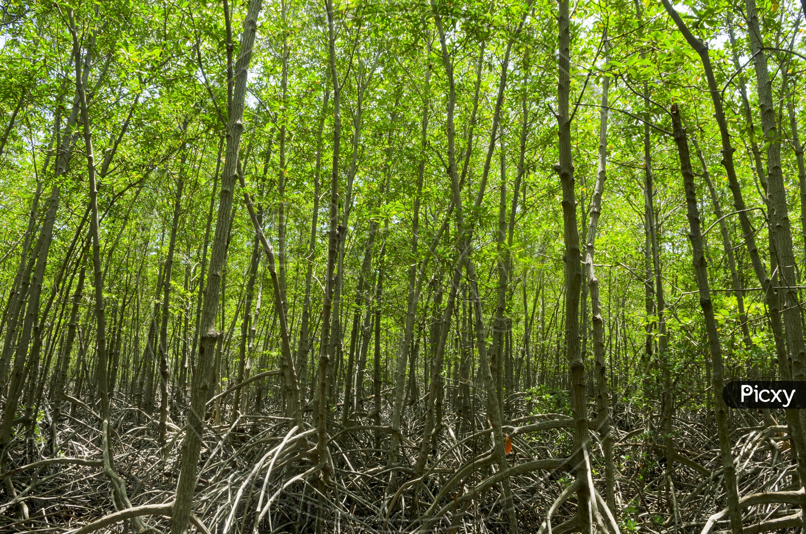 Stems Of Mangrove Forest Trees