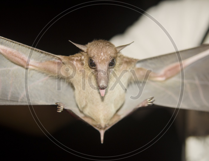 Bat Closeup in the field site for research