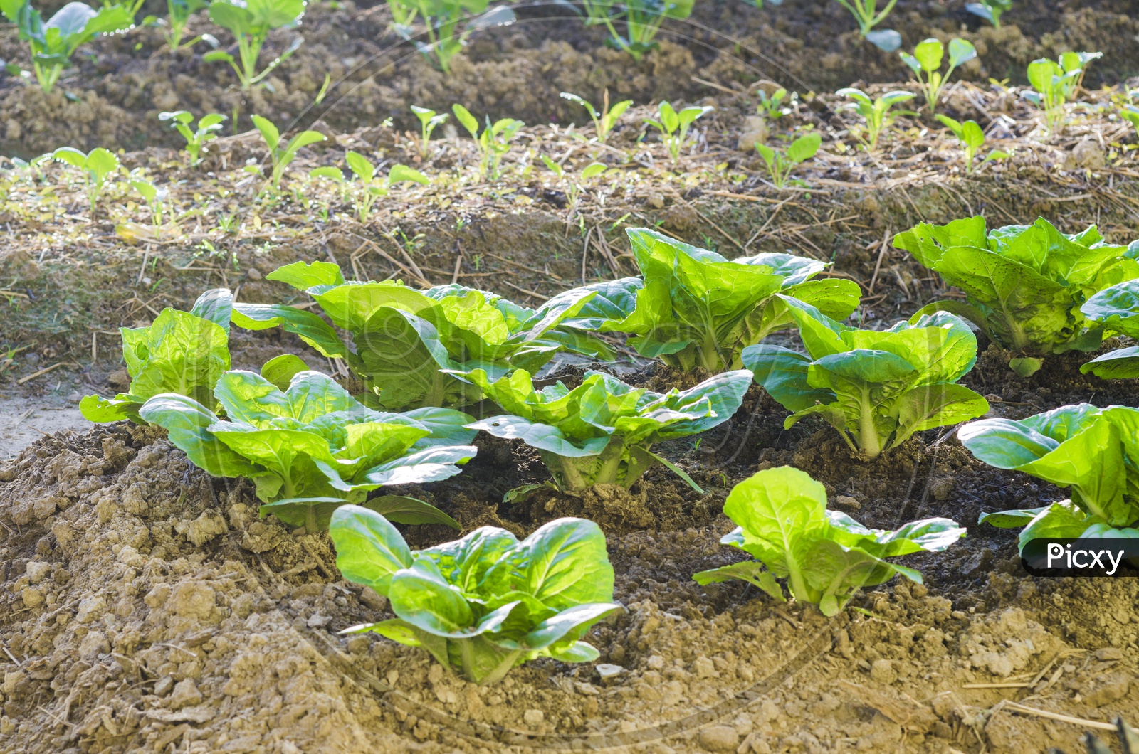 vegetable farm With Green Plants Growing in soil