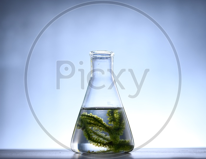 Algae seaweed funnel in biotech laboratory, with white background. Photobioreactor algae fuel research in biofuel industrial laboratories