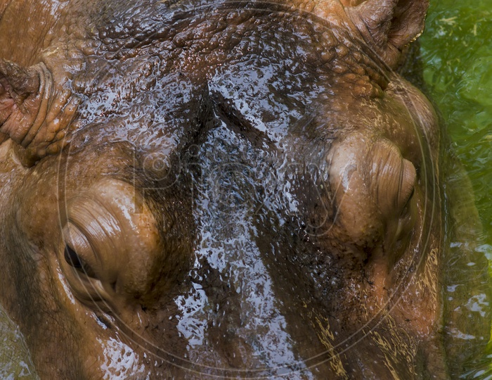 hippopotamus  amphibius  in the zoo Closeup