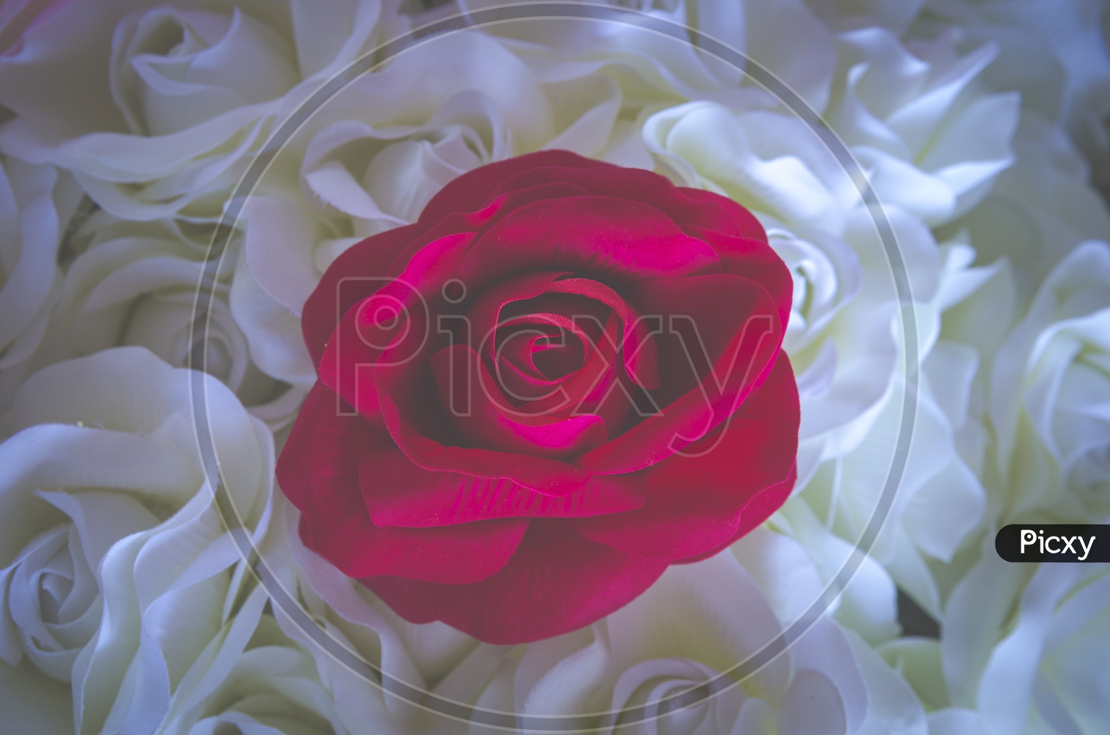 Close up of red and white rose flowers background, Vintage filter image