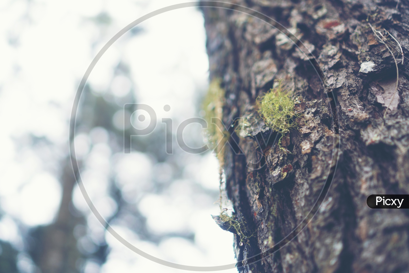 Pine tree Bark Closeup With Nature Background