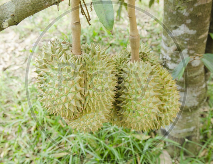 Fresh durian  Fruit Growing on its tree in orchard