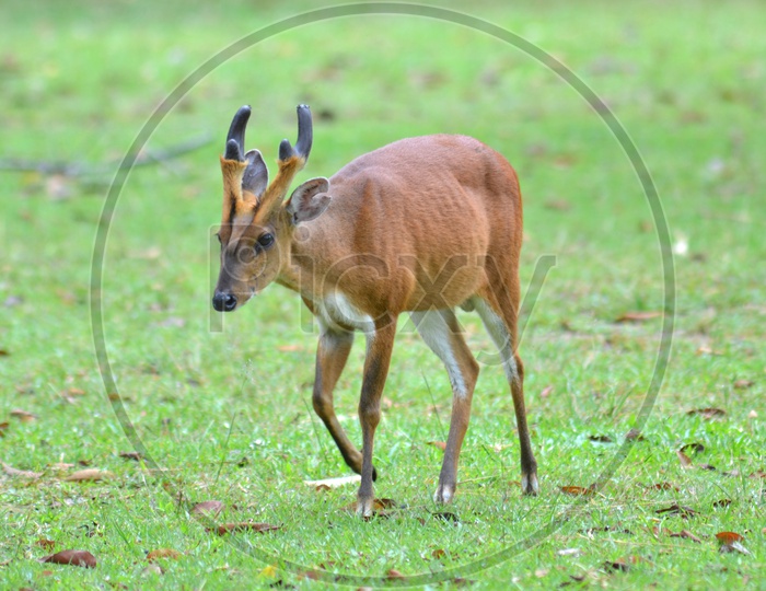 Muntjac or Barking deer or Mastreni Deer in  grass Fields