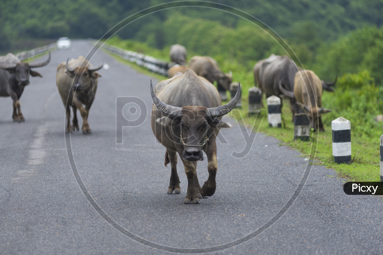 Buffaloes Walking On Roads