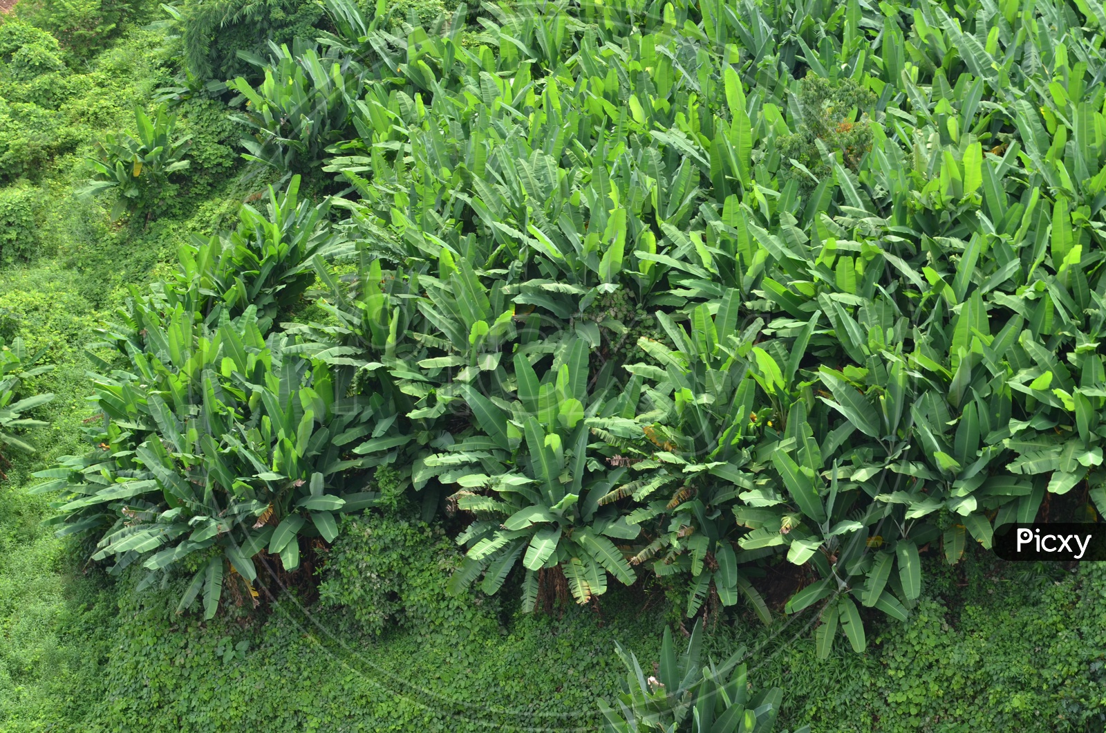 Top View Of Banana fields  With green long Leafs