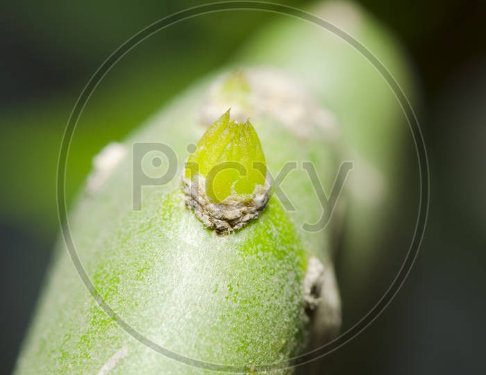Enlarge Cactus germination With Bud  Macro shot close up