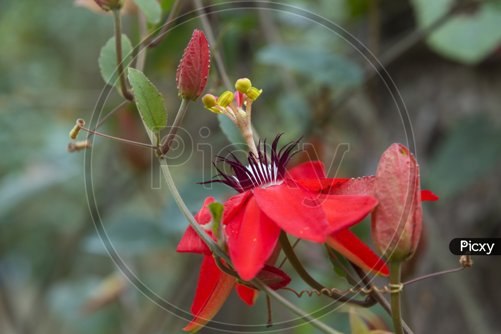 Aquilegia Formosa or red Columbine Flower Closeup