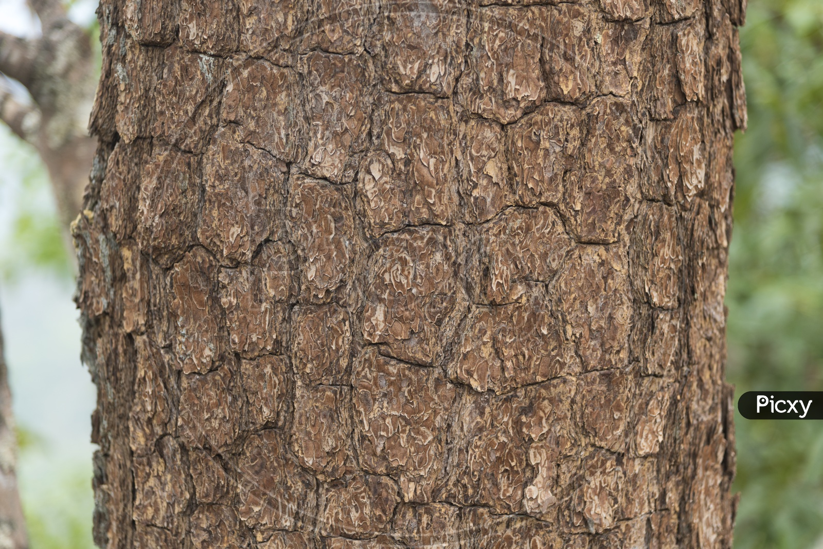 Tree Bark Texture Closeup