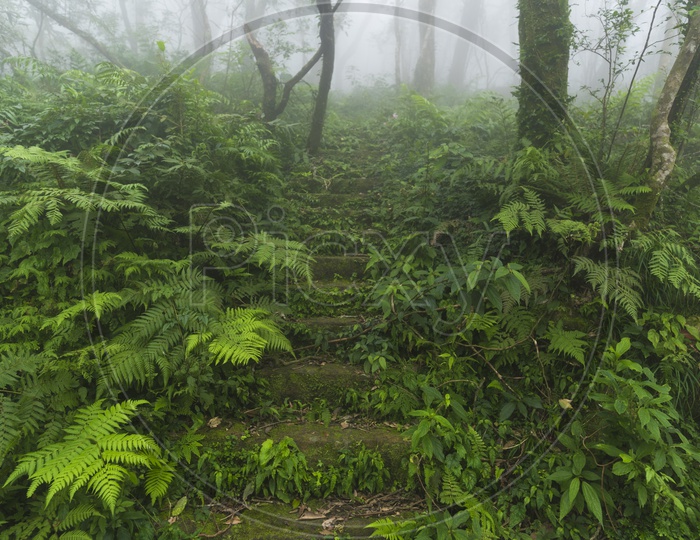 Nature Resemblance with Green Plants and fog  in Tropical forests Of   Yangmingshan National Park, Taiwan