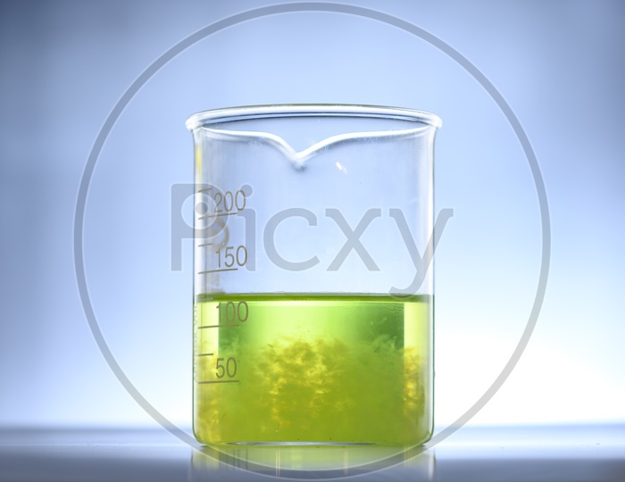 Algae biofuel glass funnel in biotech laboratory, Photobioreactor algae fuel research in biofuel industrial laboratories