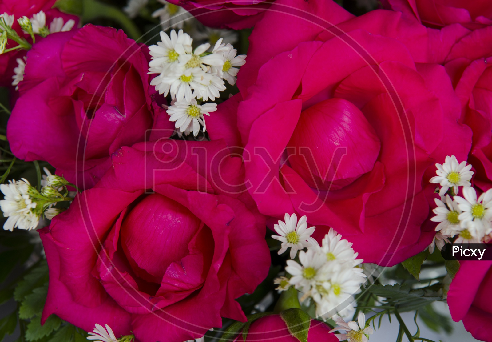 Red roses And White  Chrysanthemum Flowers Bouquet