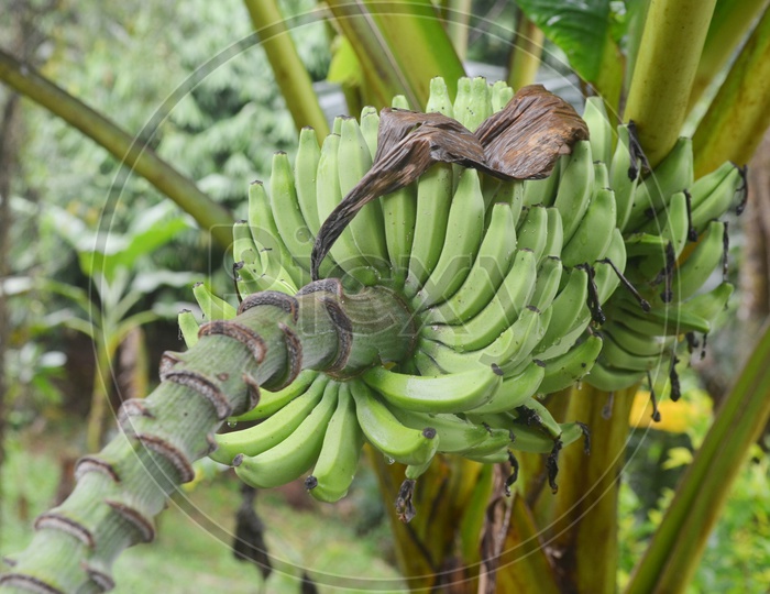 green bananas Bunch growing On tree