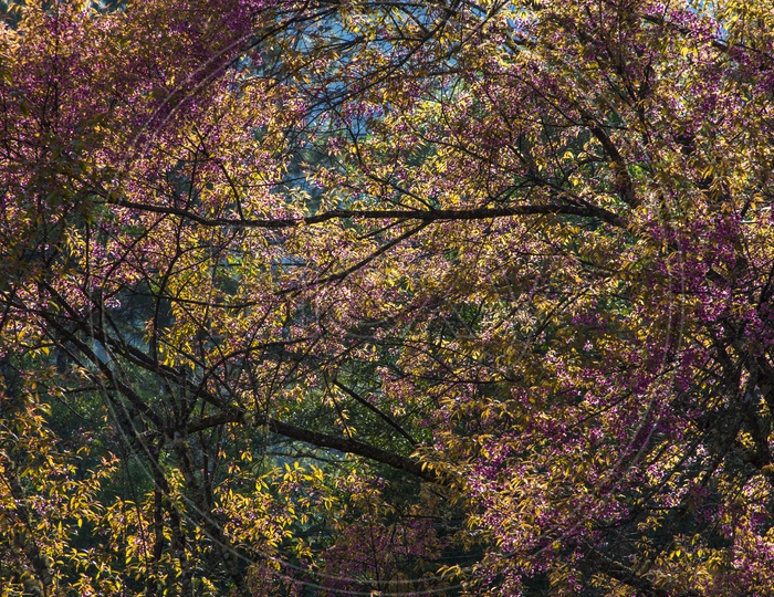 Purple colorful flowers tree in wild forest