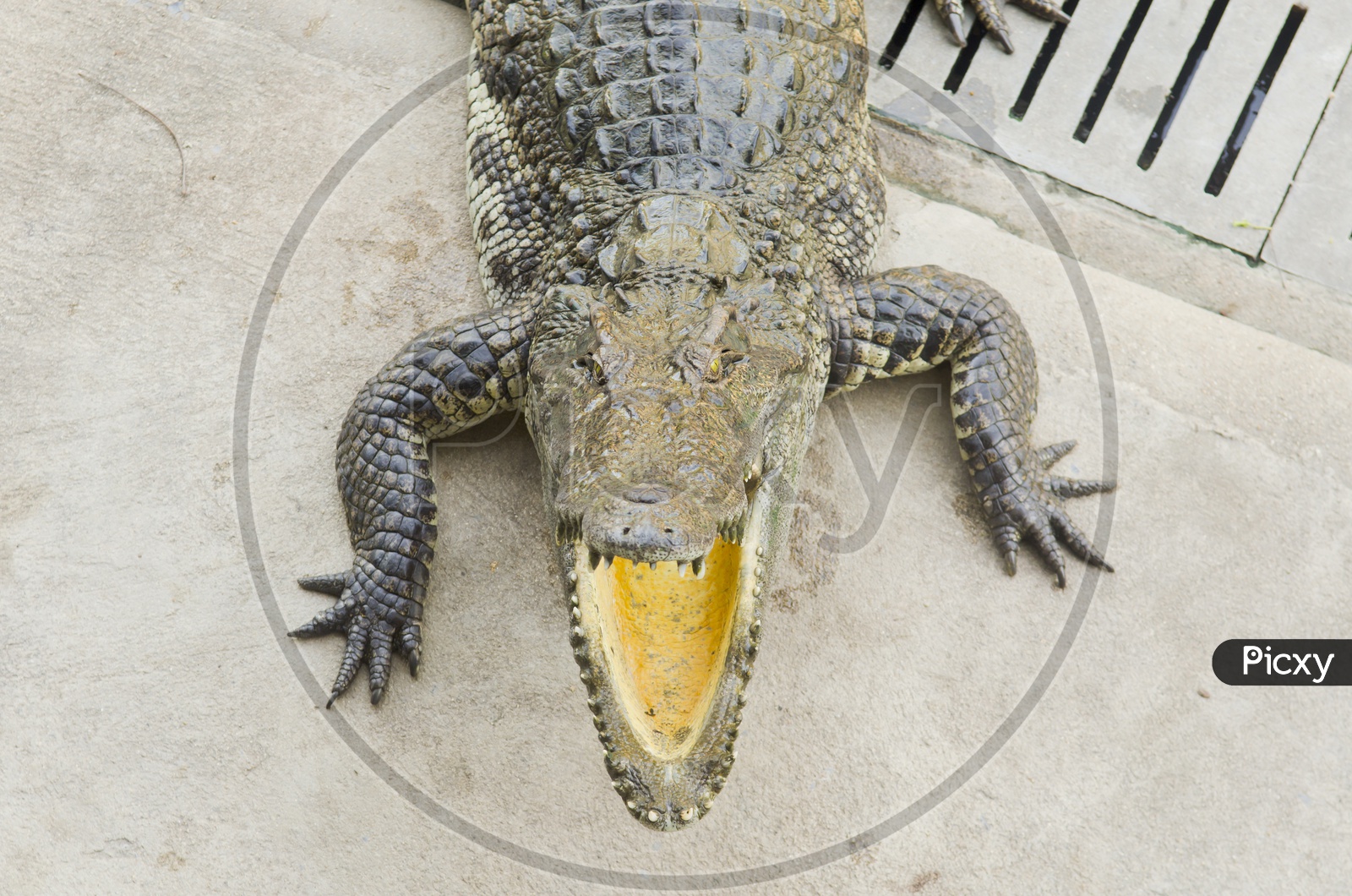Crocodile Mouth Open In a Zoo