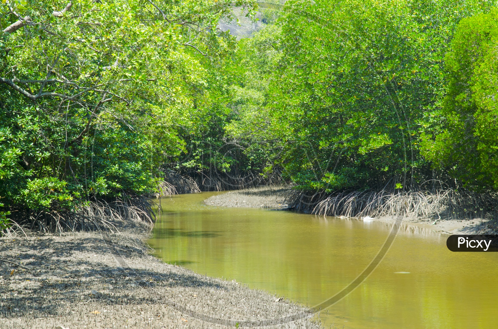 River Channels At Mangrove Forests