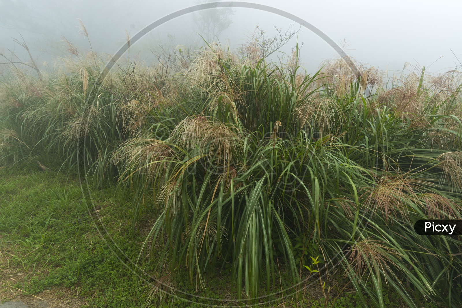 Sweet Grass  in Foggy and Raining Autumn at Yangmingshan National Park