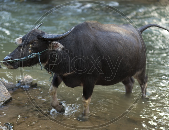 Buffalo Coming Out Of  Water