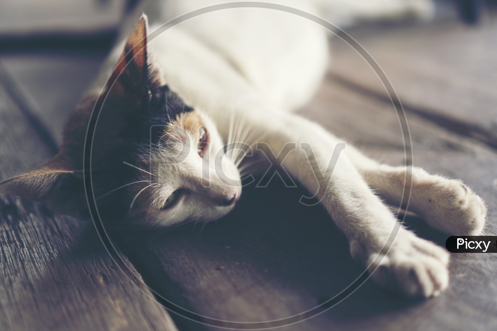 white cat Lying on Wooden Background with vintage filter image