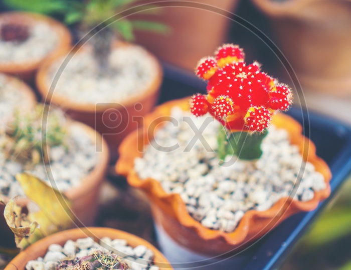 Various Cactus Plants Growing  in  Pot Closeup With Vintage Filter