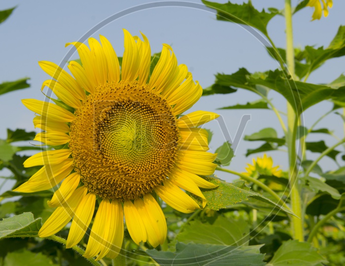 Sunflower Closeup in a Harvesting Field