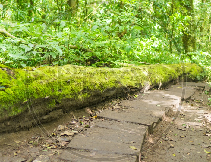 Pathways Laid With Stones In Doi Inthanon National Park