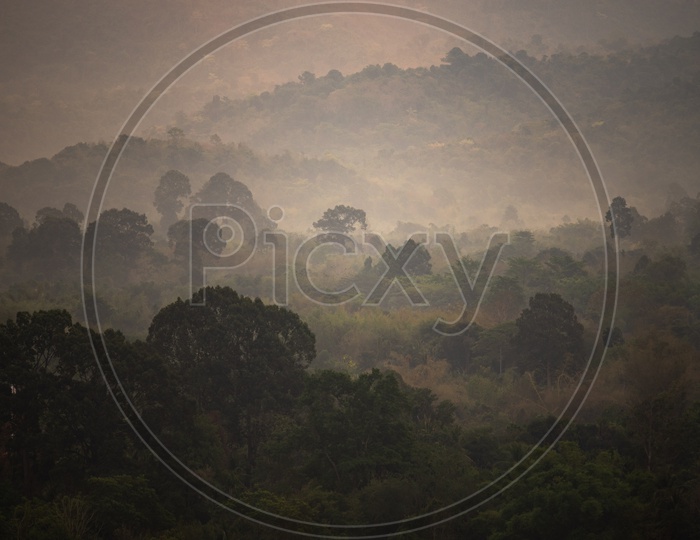 Landscape of Tropical Forest In Khao Yai National Park With Trees