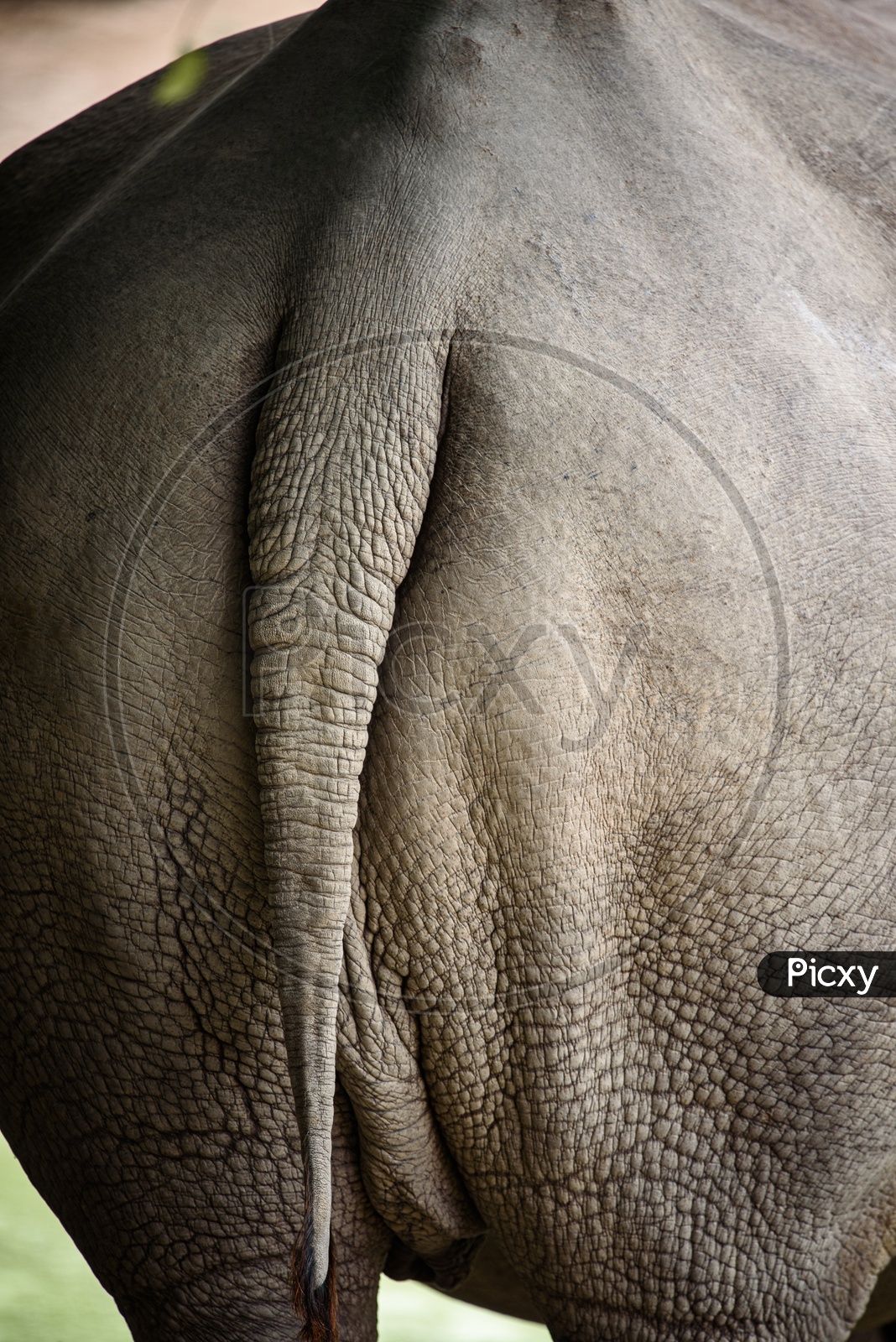 Rhinoceros Tail close up shot