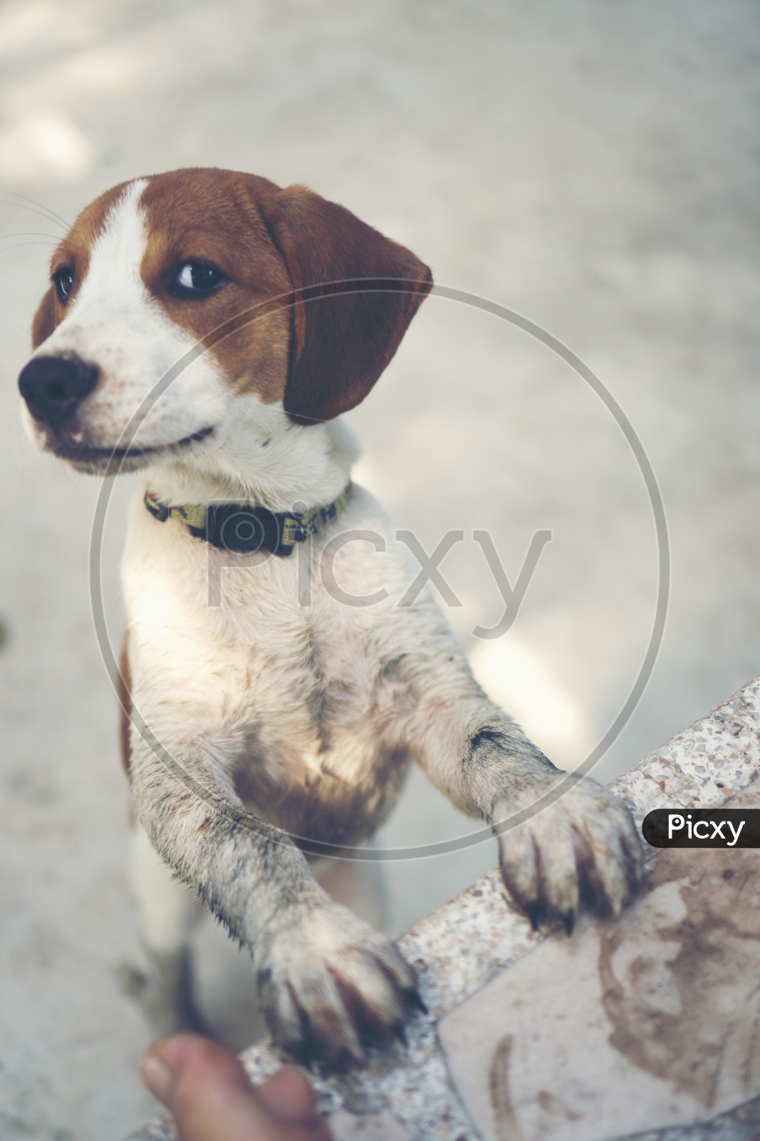 Dog or  beagle Puppy Closeup