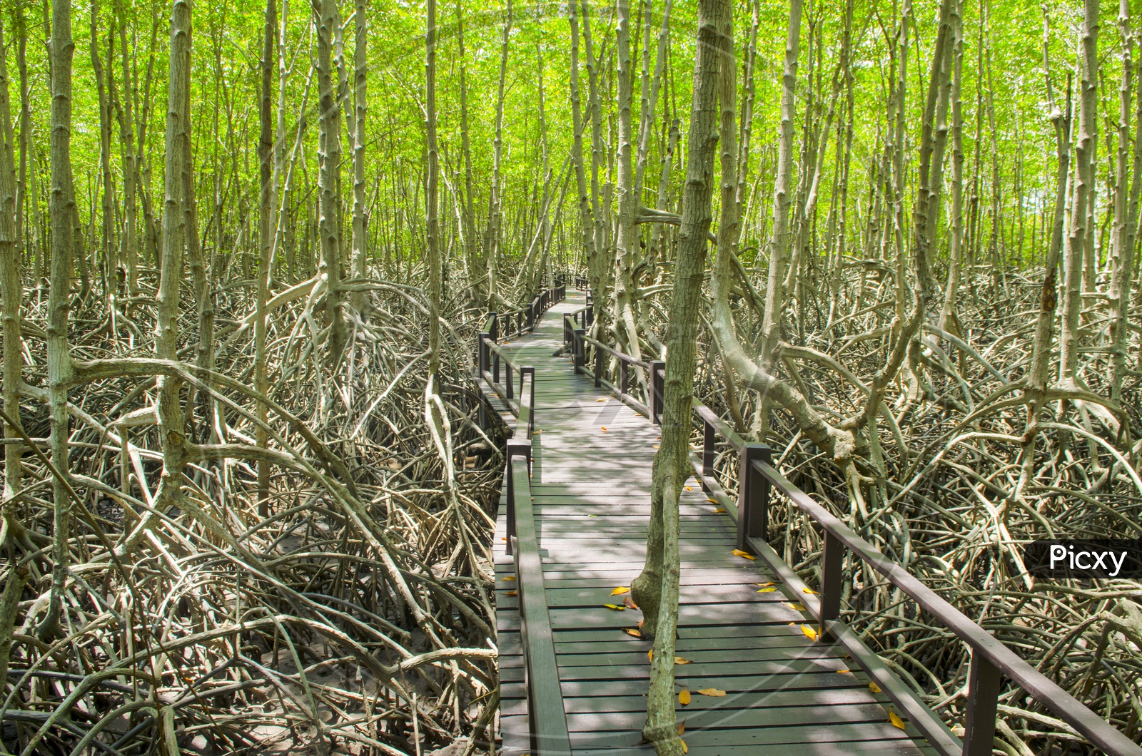 Wood path way among the Mangrove forest, Thailand
