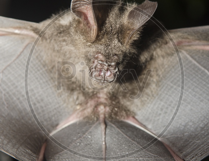 Bat Mammal Closeup With Wings open