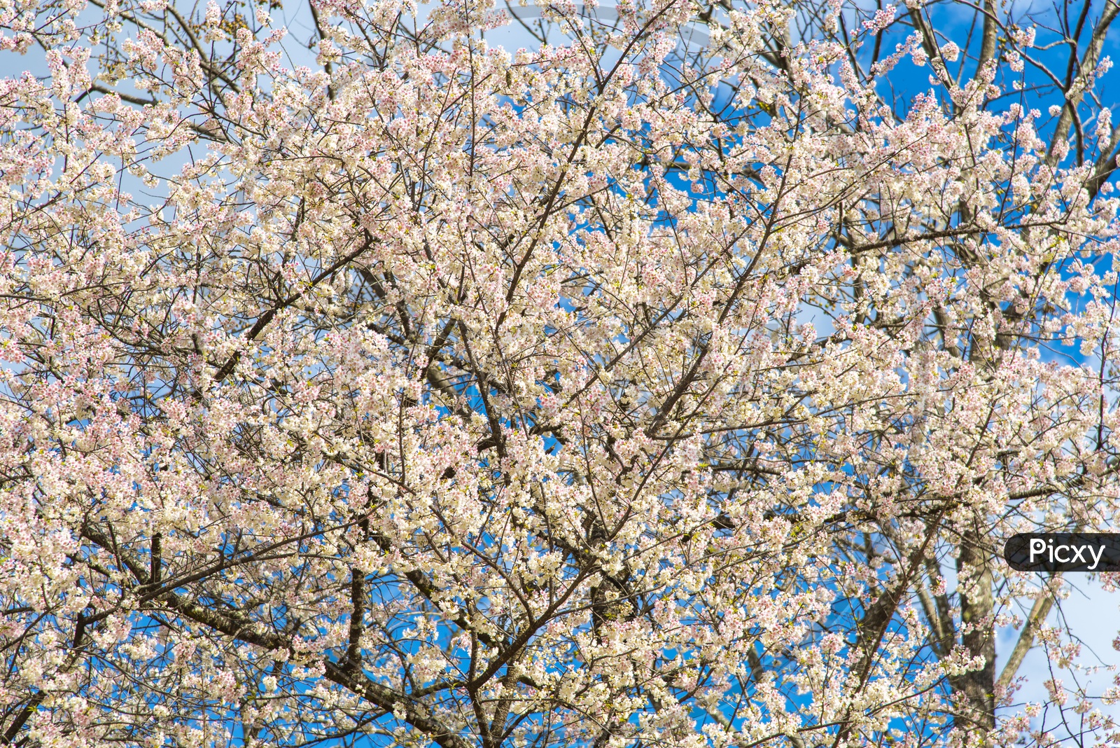 White Sakura cherry blossom, Chiang Mai, Thailand