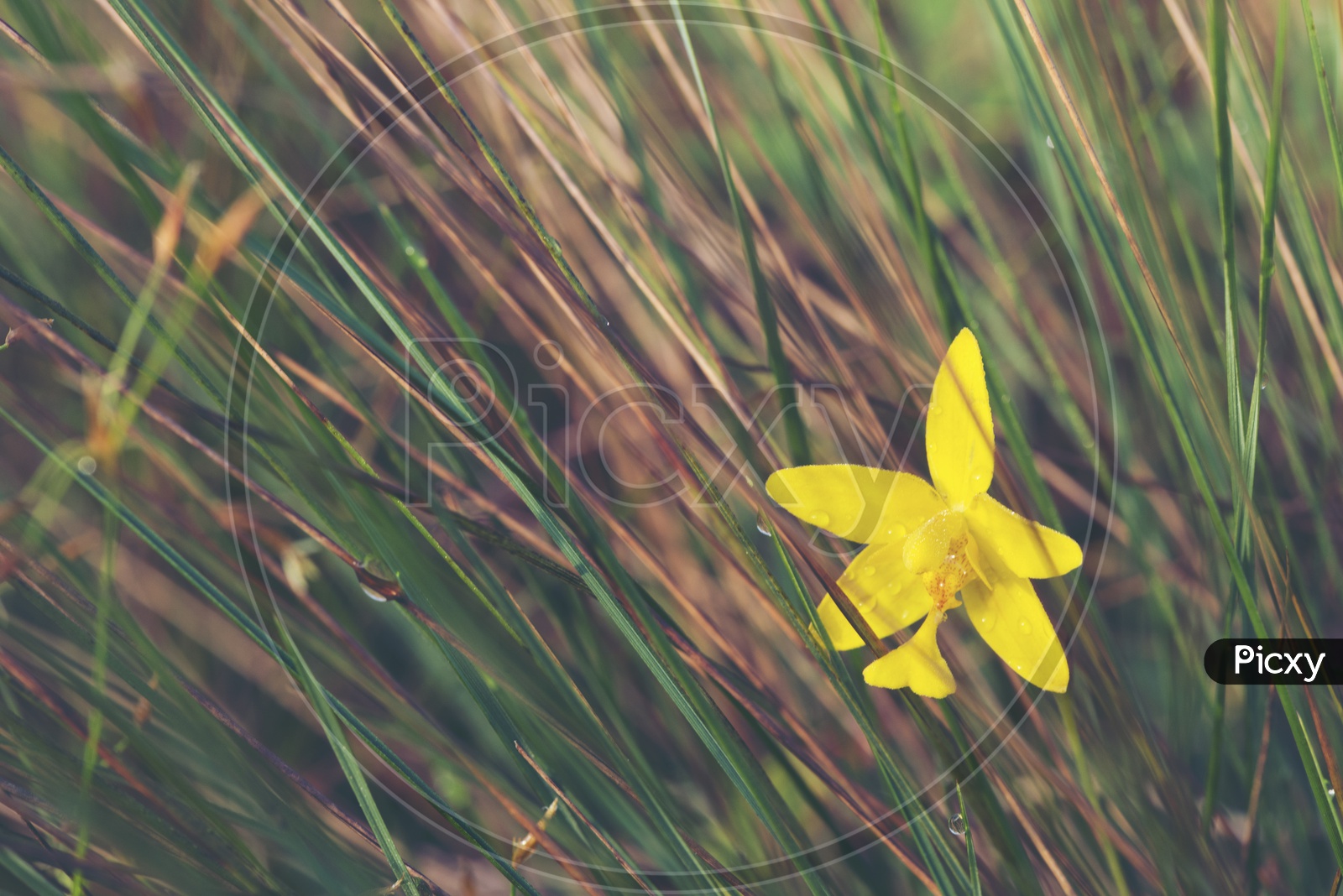 Yellow Flower With Tropical Grass Background