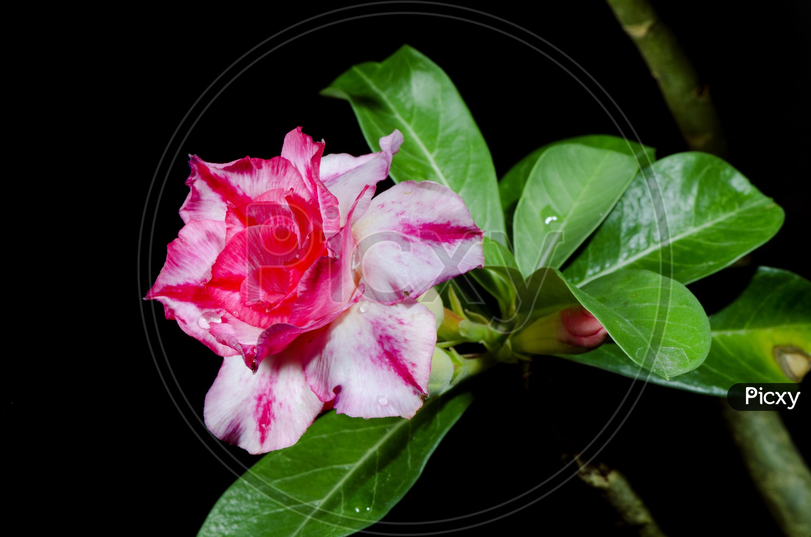 Camellia Flower Pink Blooming On Tree