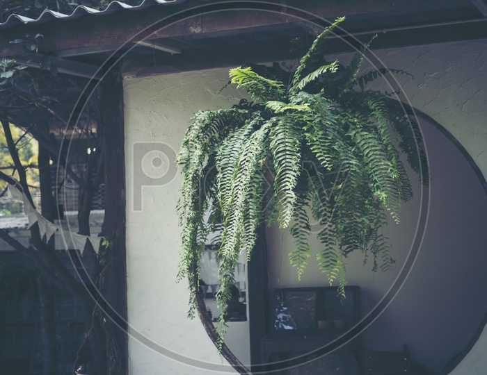 Fern shrub hangs on balcony's roof used to decorate the shady place.