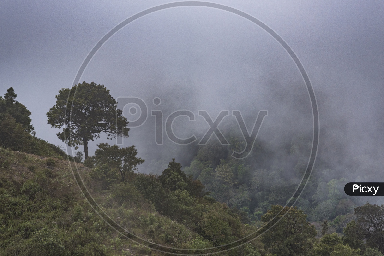 Mountains, fog & Trees, in a deep forest