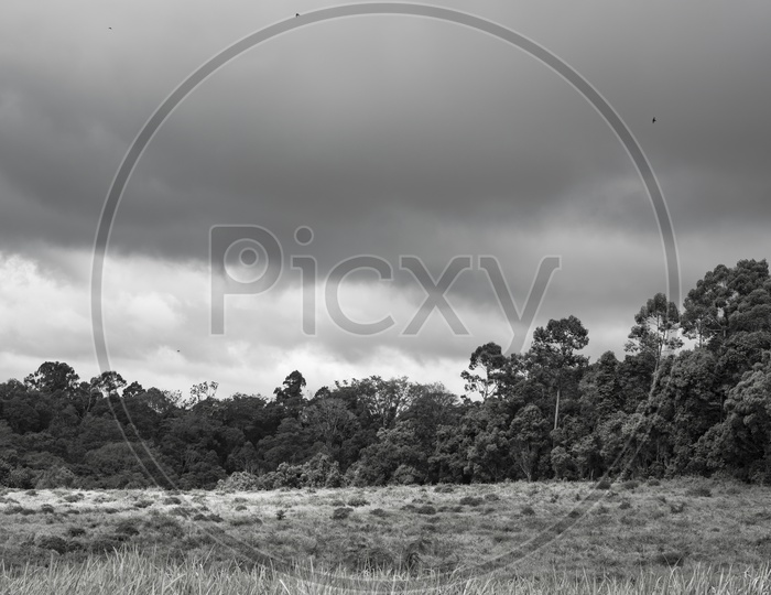 landscape of tropical forest in B&W Filter