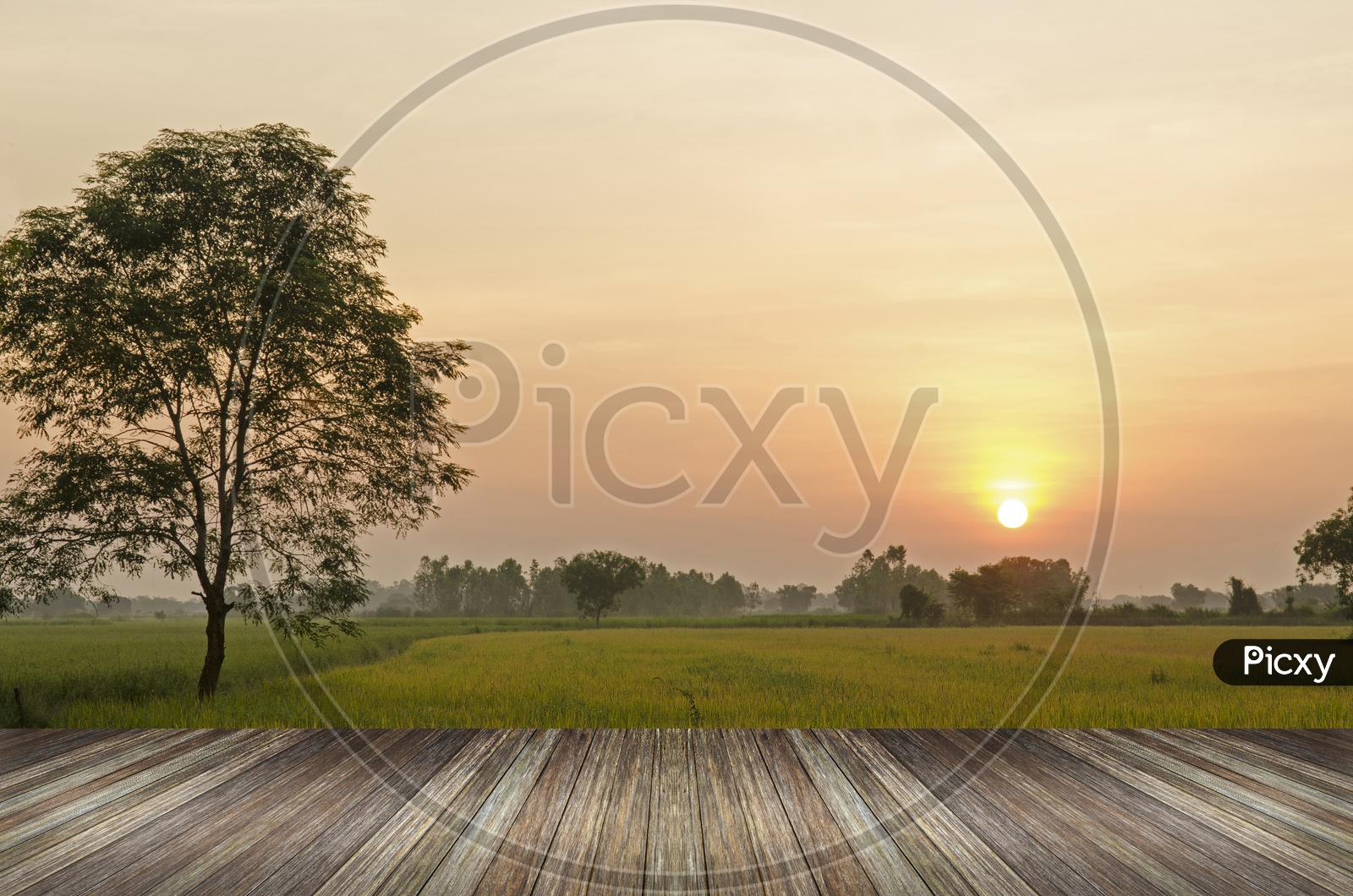 Sunset over agricultural green fields with wood planks floor