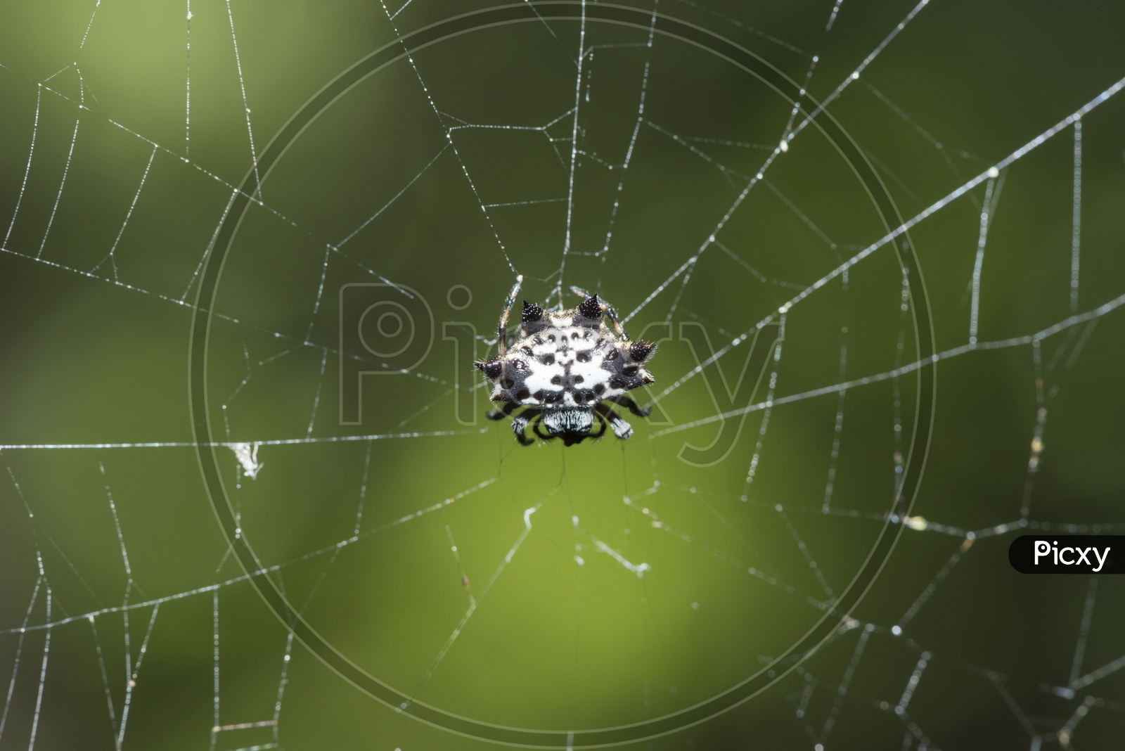 Spider In Web comb