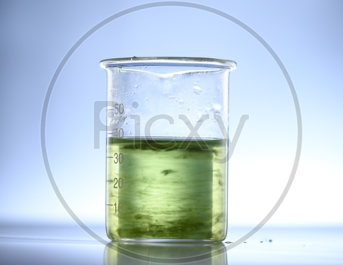 Algae biofuel glass funnel in biotech laboratory, Photobioreactor algae fuel research in biofuel industrial laboratories