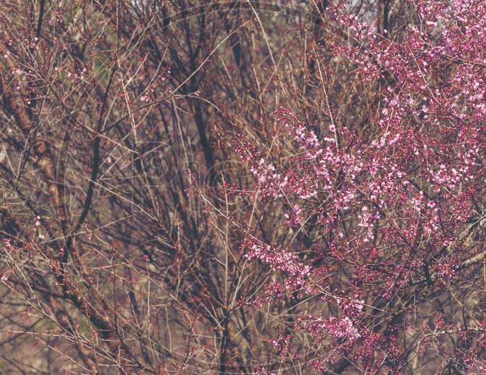 Peach tree with pink flowers