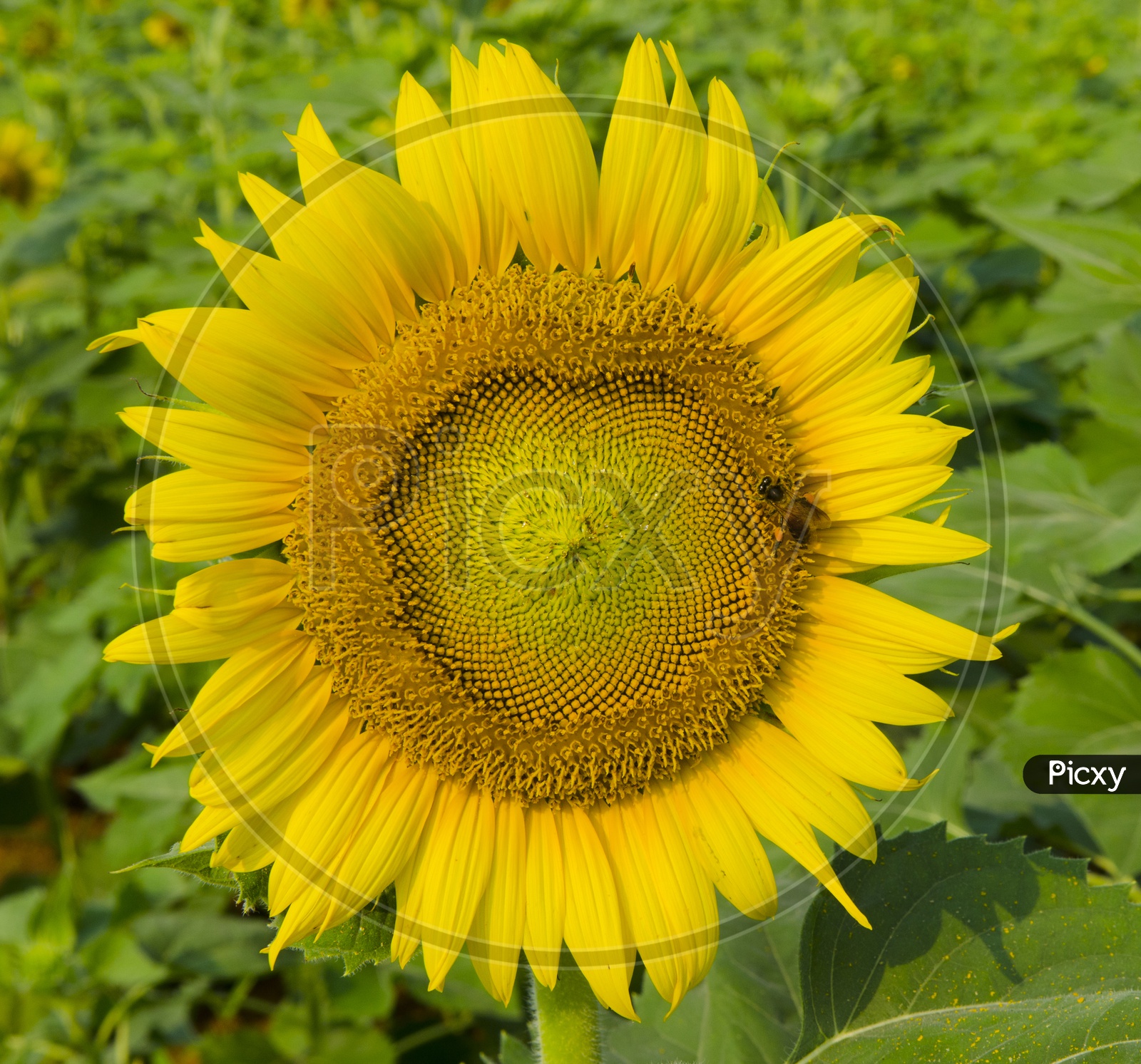 Sunflower Blooming With green Field Backdrop