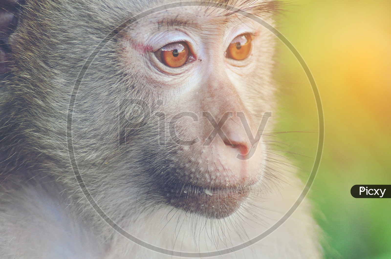 Face Closeup  wild monkey