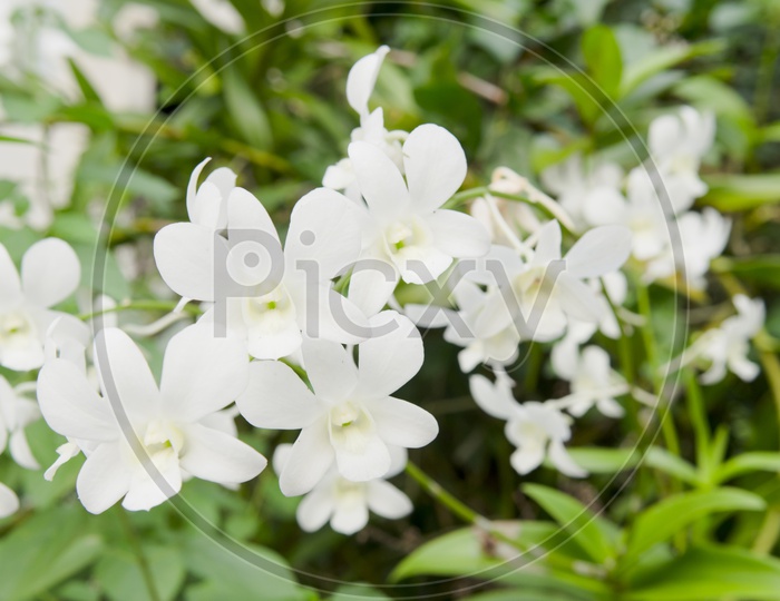 White Dendrobium Orchid Flowers