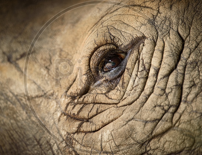 Closeup Of Rhinoceros Eye