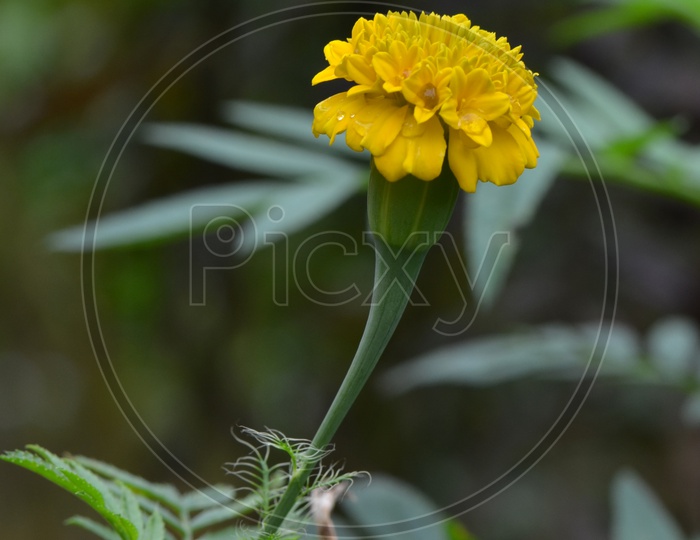 Marigold Flower in a Harvesting Field