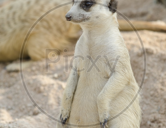 Portrait of Meerkat or Surricate Or Suricata With Expression in a Zoo
